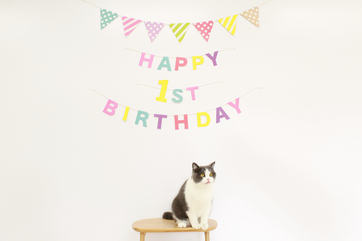 オフィス猫のまる美が1歳になったのでお祝いをしました！