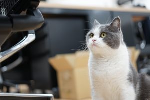 「文春オンライン」にオフィス猫・まる美の記事が掲載されました