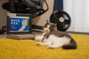 在宅勤務中の猫社員・まる美にお仕事道具を支給しました